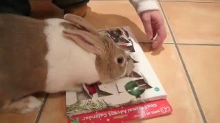 Rocky the Rabbit and his advent calendar!