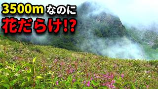 標高3500m。なぜヒマラヤに、こんな花畑があるのか?