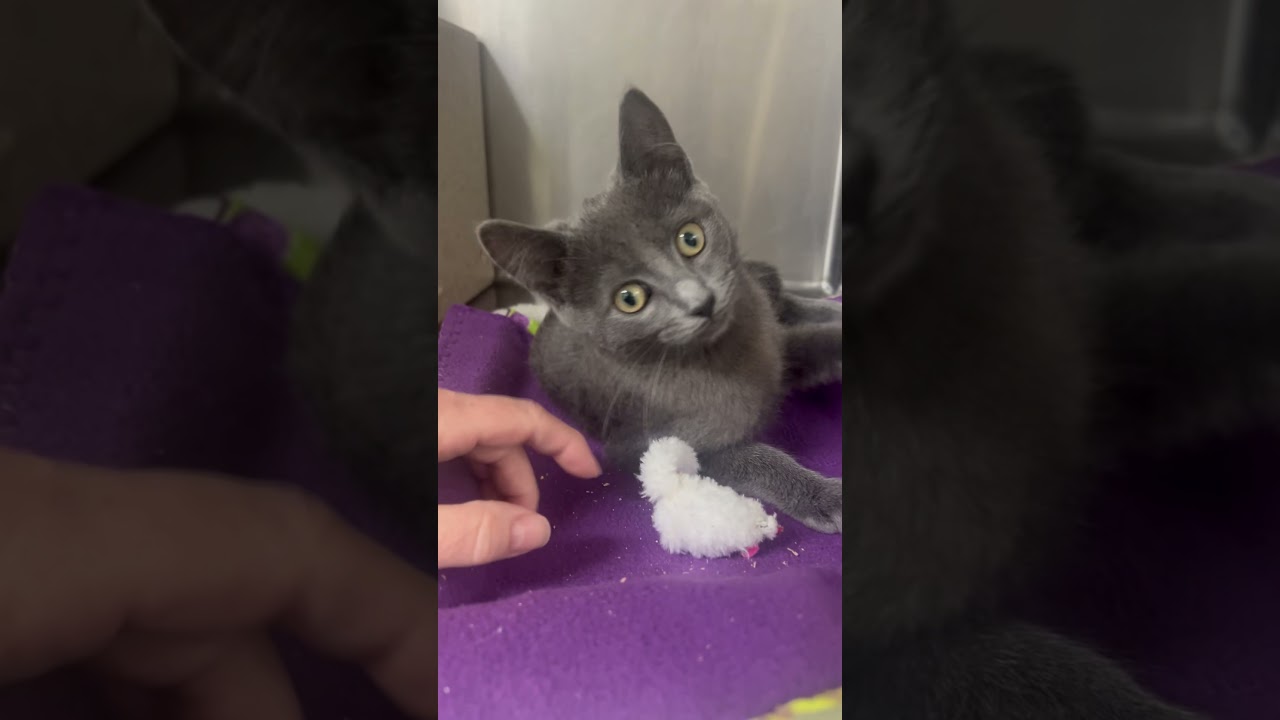 Enlarge Tillamook, a ADOPTABLE Domestic Short Hair in Dublin, CA video 3/3