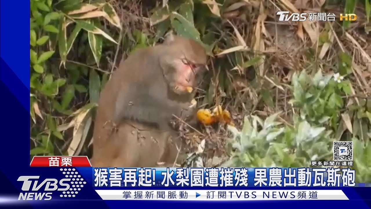 猴害再起!水梨園遭摧殘 果農出動瓦斯砲