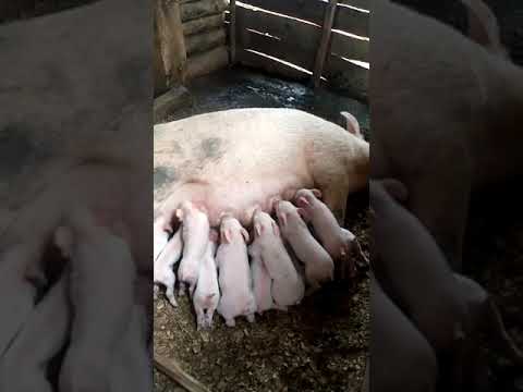 AWESOME MOTHER PIGS & THEIR PIGLETS