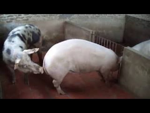 Most best breeding pigs Big Boar vs Nice Sow