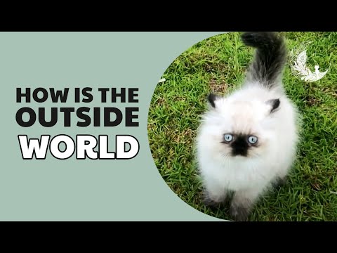 How is the Outside World • The story of an Himalayan cat