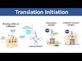 Translation Initiation | Initiation of Protein Synthesis | Biochemistry