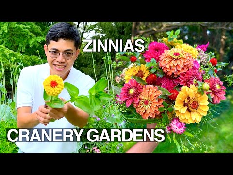 How to Grow Zinnias from Seed to Bouquet, Cut Flower Garden