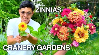 How to Grow Zinnias from Seed to Bouquet, Cut Flower Garden