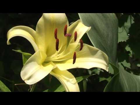 Loco's garden -lilium big brother-