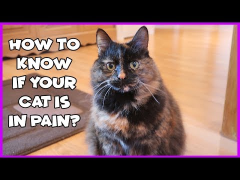 How To Know If Your Cat Is In Pain - YouTube