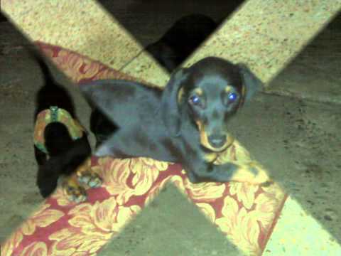 dandizito y chiquito