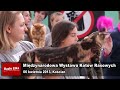 Wideo: Midzynarodowa Wystawa Kotw Rasowych w Kocianie