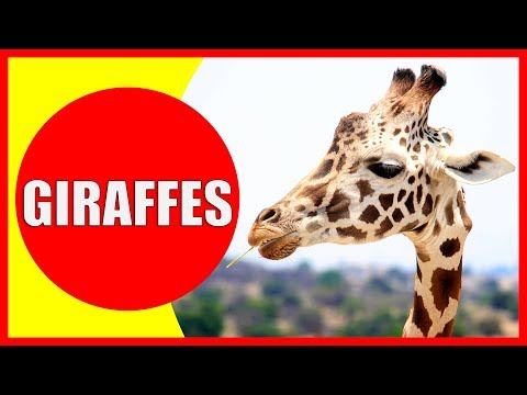 GIRAFFE VIDEOS FOR KIDS - Facts about Giraffes for Children