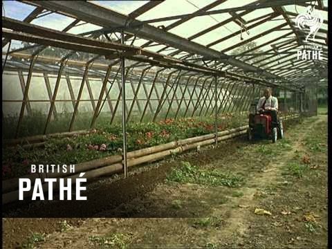 Out Takes / Cuts From Cp 504 - Shunting Horse, Mini-Tractor And Sand Artist (1964)