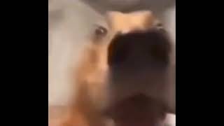 dog screaming like demoman meme