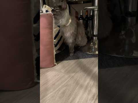 Poor little kitty #cats #catsrule #kitten #kitty #poor #catlover #catsofinstagram #catsoftiktok #fyp