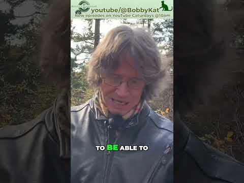 Wet vs Dry Cat Food: Pros and Cons for Your Feline Friend