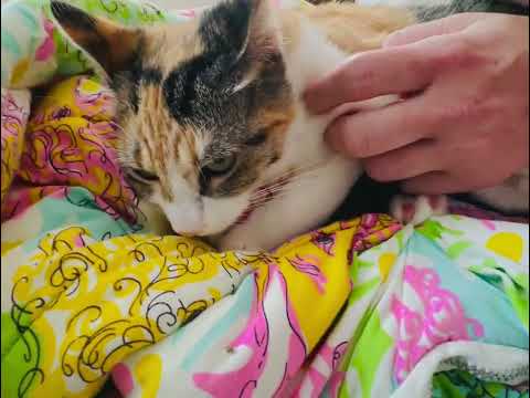 Chloe, an adoptable Calico & Domestic Short Hair Mix in Westfield, MA_image-1