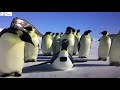 Emperor Penguins Feel The Beat Song
