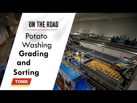 Potato Washing, Grading & Optical Sorting Line | Tong Engineering