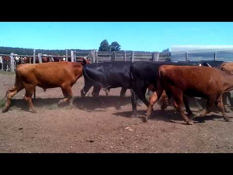 46 Novillos 2-3 en Lavalleja