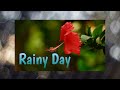 Rainy Day ️ ️ ️ Natural Whatsapp Status Video Barish Status Rain Day Jara Jara Song Tonevideo