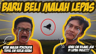Download lagu BARU BELI KEMAREN MALAH LEPAS ⁉️ mp3