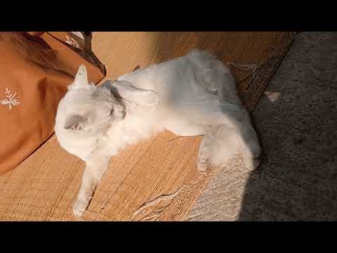 #cat#puchu mastan @#