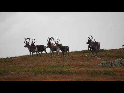Lappland 2019 - Teil 4, Schweden