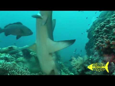 DIVING ULONG CHANNEL - PALAU MICRONESIA 2009 - Nautica Treviso