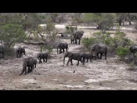 Djuma: Lone Elephant comes for drink then a herd not long after - 17:31 - 11/24/18