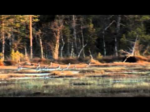 Vår i Muttos, Muddus