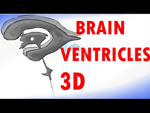 Brain Ventricles - Ventricular System of the Brain - Cerebrospinal Fluid
