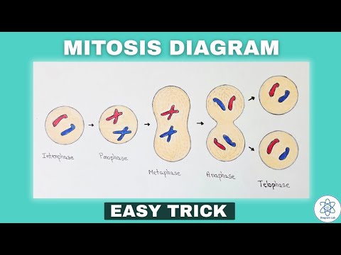 Master Mitosis Drawing With These Print Templates