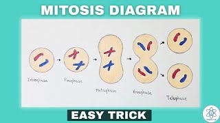 Mitosis Diagram Drawing | Easy & Exam Perfect