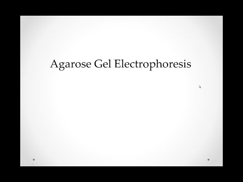 Video 13 Agarose Gel Electrophoresis