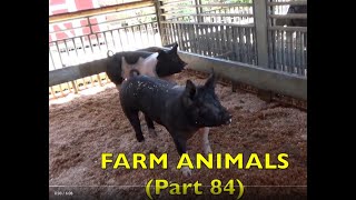 FARM ANIMALS on the FARM  (Part 84) PIGS / PIGLETS / SOW/ EDUCATIONAL LEARNING for KIDS