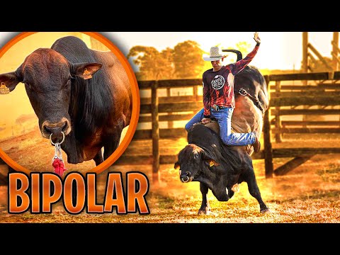MONTARIA no TOURO BIPOLAR do STARLEY REZENDE