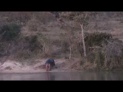 Djuma: Hippo leaving the dam - 17:46 - 07/28/2023