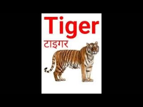 Tiger hindi meaning with photo