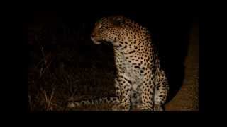 preview picture of video 'Latest leopard sighting on Shamwari Game Reserve edited'