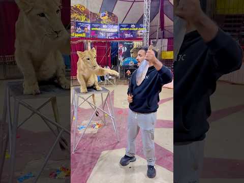 الأسد والسمكة واللحمه