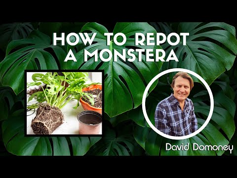 How to repot your monstera with David Domoney
