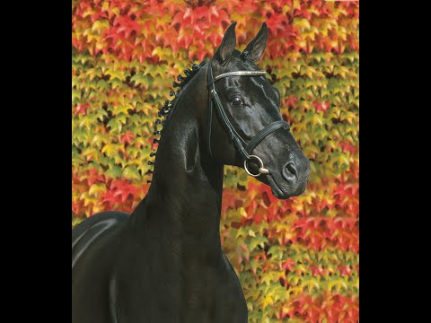 Sandro Hit - Stallion Collection Schockemoehle & Helgstrand 2021 ENG