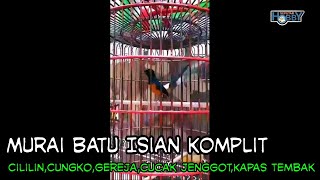 Download lagu Murai Batu Materi Komplit Isian Cililin,Cungko,Gereja,Cucak Jenggot,Kapas Tembak mp3