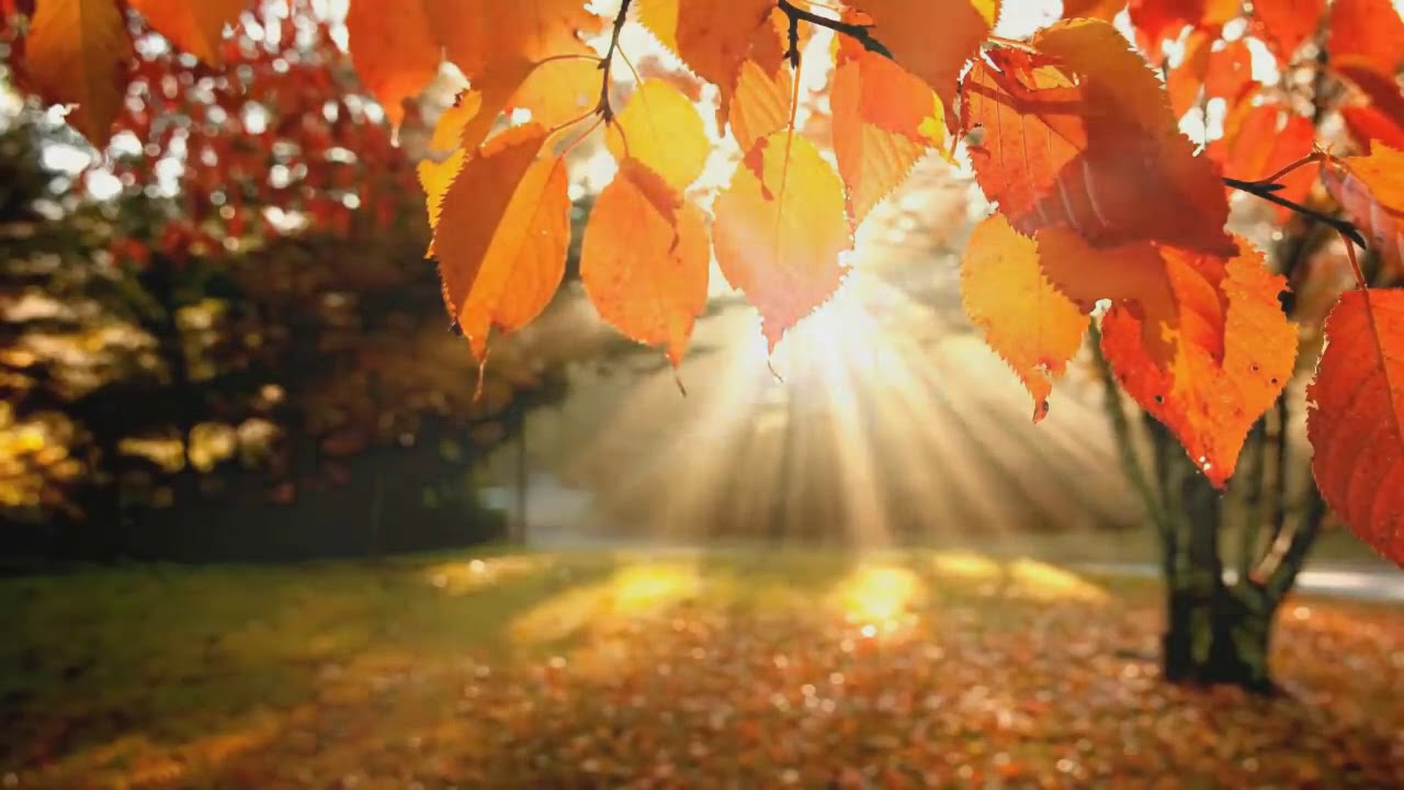 MEDITAÇÃO GUIADA 🎧 de Louise Hay para fortalecer o amor próprio e gostar mais de si mesmo