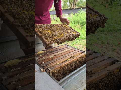 New honey khmer farm.