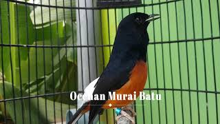 Download lagu Cukup 3 MENIT SAJA, Jadikan murai batu NYAUT GACOR dan NGEPLONG mp3