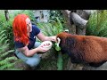 Senior Red Panda Moshu Enjoys Special Care, Snacks