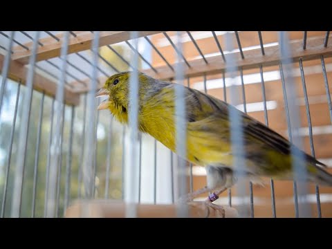 First Canary singing after molting - Canary 's training song -2023