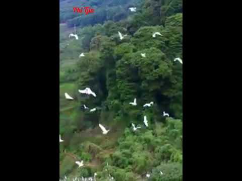 Hb collection Mandarin