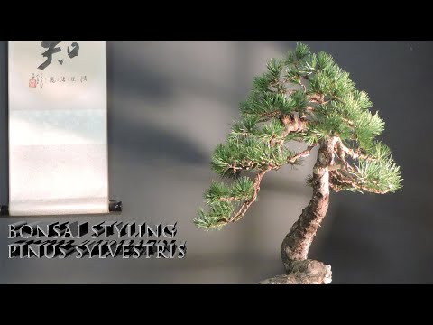 New Pine for my collecion